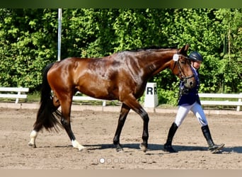 Hannoveriano, Semental, 1 año, 171 cm, Castaño oscuro