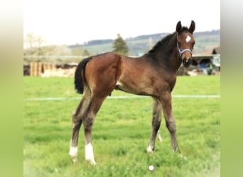 Hannoveriano, Semental, 1 año, 171 cm, Castaño oscuro