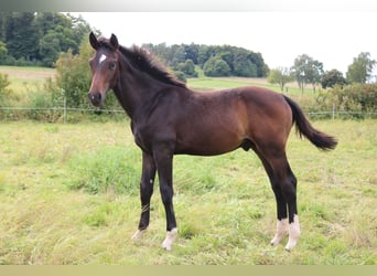 Hannoveriano, Semental, 1 año, 171 cm, Castaño oscuro