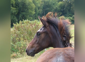 Hannoveriano, Semental, 1 año, 171 cm, Castaño oscuro
