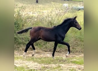 Hannoveriano, Semental, 1 año, 171 cm, Castaño oscuro