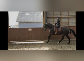 Hannoveriano, Semental, 1 año, 173 cm, Castaño