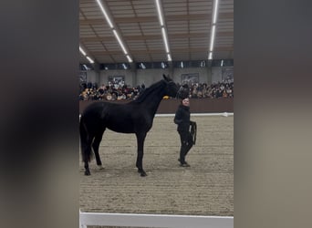 Hannoveriano, Semental, 1 año, 173 cm, Castaño