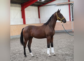 Hannoveriano, Semental, 1 año, 75 cm, Castaño
