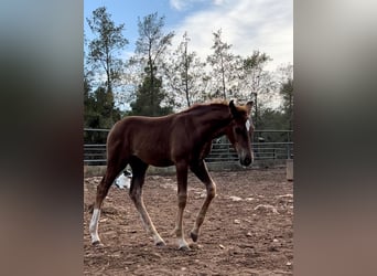 Hannoveriano, Semental, 1 año, Alazán