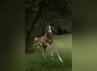 Hannoveriano, Semental, 1 año, Alazán