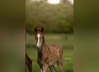 Hannoveriano, Semental, 1 año, Alazán