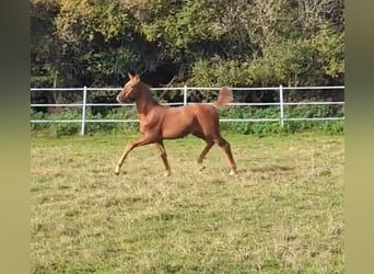 Hannoveriano, Semental, 1 año, Alazán