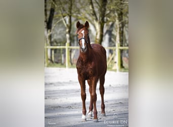 Hannoveriano, Semental, 1 año, Alazán-tostado