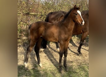 Hannoveriano, Semental, 1 año, Castaño