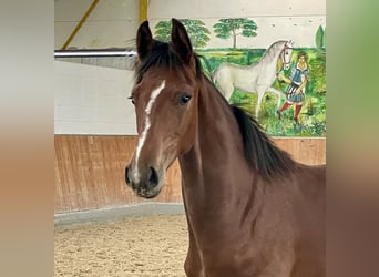 Hannoveriano, Semental, 1 año, Castaño