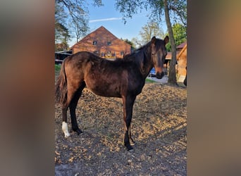 Hannoveriano, Semental, 1 año, Castaño