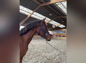 Hannoveriano, Semental, 1 año, Castaño