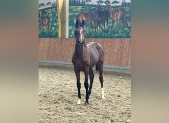 Hannoveriano, Semental, 1 año, Castaño