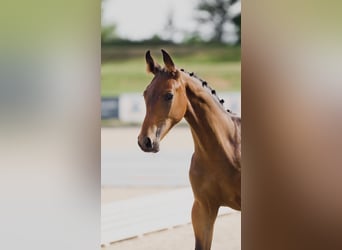 Hannoveriano, Semental, 1 año, Castaño