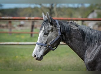 Hannoveriano, Semental, 1 año, Musgo