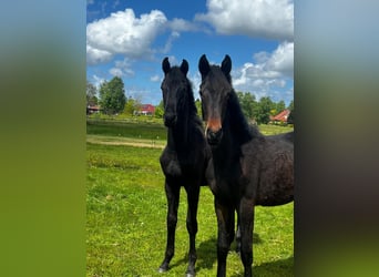 Hannoveriano, Semental, 1 año, Negro