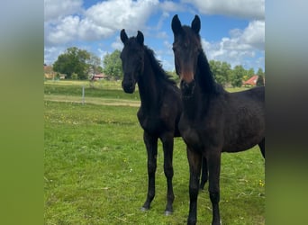 Hannoveriano, Semental, 1 año, Negro
