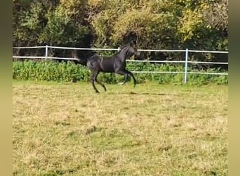 Hannoveriano, Semental, 1 año, Negro