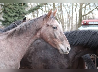Hannoveriano, Semental, 1 año, Tordo