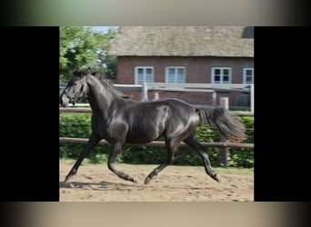 Hannoveriano, Semental, 2 años, 155 cm, Negro