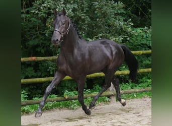 Hannoveriano, Semental, 2 años, 157 cm, Castaño oscuro