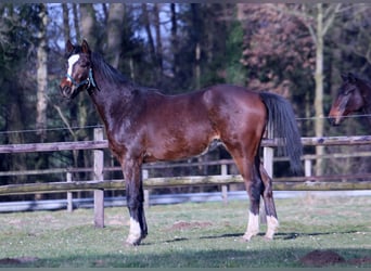 Hannoveriano Mestizo, Semental, 2 años, 158 cm, Castaño oscuro