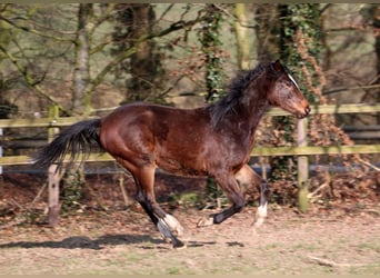 Hannoveriano Mestizo, Semental, 2 años, 158 cm, Castaño oscuro