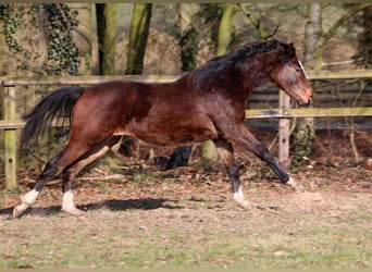 Hannoveriano Mestizo, Semental, 2 años, 158 cm, Castaño oscuro