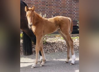 Hannoveriano, Semental, 2 años, 160 cm, Alazán-tostado