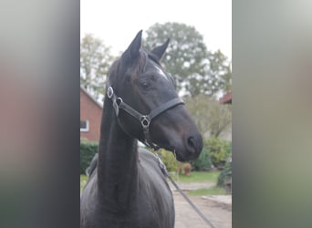 Hannoveriano, Semental, 2 años, 160 cm, Castaño oscuro