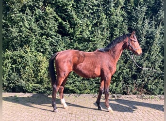 Hannoveriano, Semental, 2 años, 162 cm, Castaño