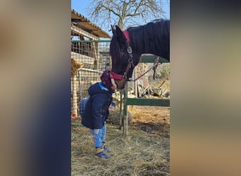 Hannoveriano, Semental, 2 años, 162 cm, Morcillo