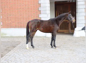 Hannoveriano, Semental, 2 años, 164 cm, Castaño oscuro