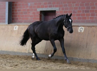 Hannoveriano, Semental, 2 años, 164 cm, Negro