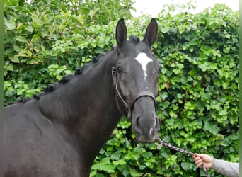 Hannoveriano, Semental, 2 años, 164 cm, Negro