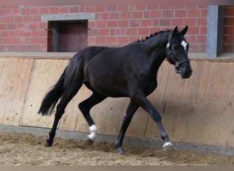 Hannoveriano, Semental, 2 años, 164 cm, Negro