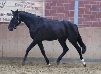 Hannoveriano, Semental, 2 años, 164 cm, Negro