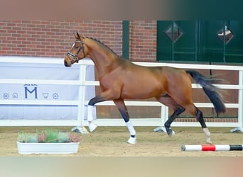 Hannoveriano, Semental, 2 años, 165 cm, Castaño