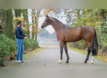 Hannoveriano, Semental, 2 años, 165 cm, Castaño