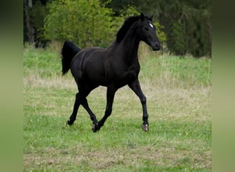 Hannoveriano, Semental, 2 años, 165 cm, Negro