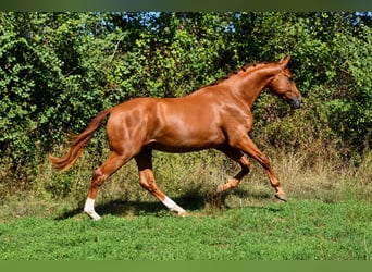 Hannoveriano, Semental, 2 años, 166 cm, Alazán