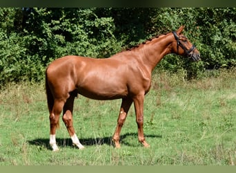 Hannoveriano, Semental, 2 años, 166 cm, Alazán
