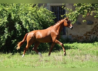 Hannoveriano, Semental, 2 años, 166 cm, Alazán