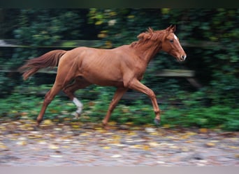 Hannoveriano, Semental, 2 años, 166 cm, Alazán