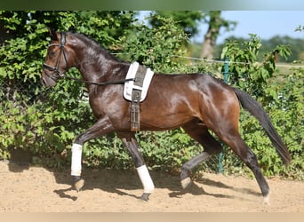 Hannoveriano, Semental, 2 años, 166 cm, Castaño