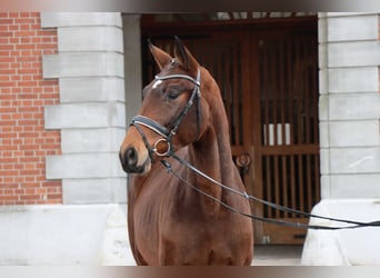 Hannoveriano, Semental, 2 años, 166 cm, Castaño
