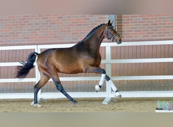 Hannoveriano, Semental, 2 años, 166 cm, Castaño oscuro