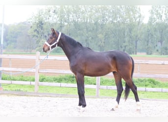 Hannoveriano, Semental, 2 años, 166 cm, Morcillo