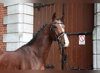 Hannoveriano, Semental, 2 años, 167 cm, Castaño